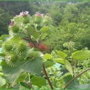 황골농장 이미지