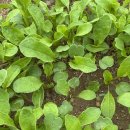 소소한 행복 초록일기 이미지