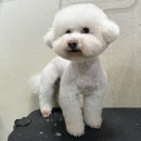 둥둥펫살롱 이미지