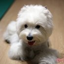 예 Daum카페