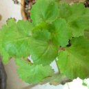 들마루집 이미지