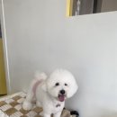 땡큐 베리 도그 이미지