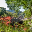 선운사꽃무릇 이미지