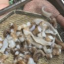 충선로8번길 | 인천 부평구 삼바리 인천삼산점 | 굴포천맛집 삼산동맛집 부평맛집 인천해산물맛집 추천 후기