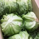 테라팜
