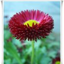오늘 5월 27일의 꽃말은 -- 데이지(Daisy) -- 입니다 이미지