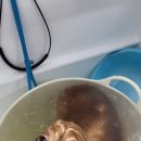 리치펫살롱 네이버블로그