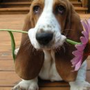 바셋하운드 이미지