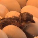 석원농장 이미지