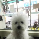 보라애견미용실 이미지