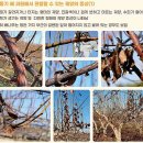 주경농장 | 2025 농작물 병해충 발생정보 제2호(2025.2.1~2.28)