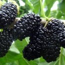 무궁화 슈퍼 이미지