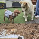 멍멍스쿨 이미지