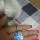 퐁이네 애견 이미지