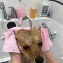 마이뷰티독 이마트 월계점 이미지