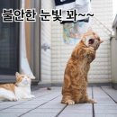 보까
