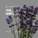 라벤다 이미지