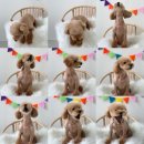 윌리하니 그루밍 이미지