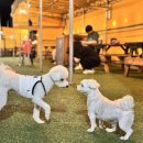 러브애견 이미지