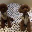 Dogi Dogi(도기도기) 이미지