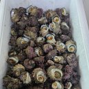 청산도올레펜션 | 청산도 그림 같은 풍경 속 힐링 숙소, 청산도올레펜션 후기