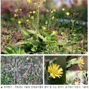 (山 바보) 22. 풀 그리고 나무 - 산 넘고 강을 건너는 산뽕나무 이미지