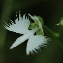 해오라비난초꽃 이미지