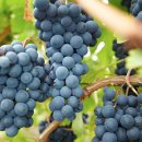 삐노(PINO) 이미지