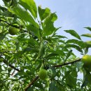 대승농장 이미지