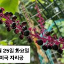 [텃밭활동] 미국 자리공 관찰하기 이미지