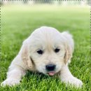 행복한동물병원 이미지