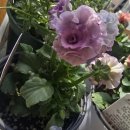 리엘 농원 팬지 한 달 후기 🌼 밖에 두니 달라짐