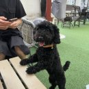 루체인알티스 이미지