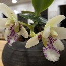 천주로1165번길 이미지