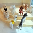 솔솔애견유치원 이미지