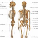 골격계 (Skeletal System) ☞골격계의 종류 이미지