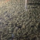 청정목장2 이미지