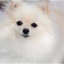 마음을 나누는 동물병원 이미지