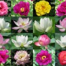 꽃들의 향연 이미지