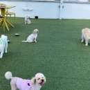 CFM애견유치원 이미지