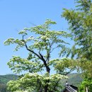 순천-36호 이미지