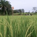 [新농수산잇템]⑫ 아프리카로 넘어간 통일벼…식량난 해결사 ‘이스리’ 이미지