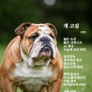 고집