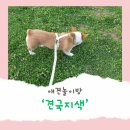 견국지색 | [내돈내산] 춘의동 견국지색