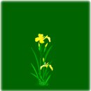 한붓꽃그림 이미지