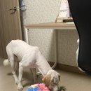 늘봄 그루밍 네이버블로그