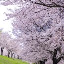 생림도요생태공원 | 밀양시 삼랑진 생태공원 벚꽃