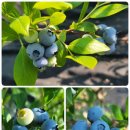 (주)힐링팜 이미지