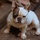 시흥24시센트럴동물의료센터 이미지