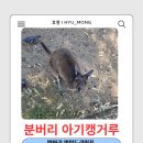문법농장 | 번버리 캥거루 월라비 와일드라이프 공원 후기 (Bunbury Wildlife Park)